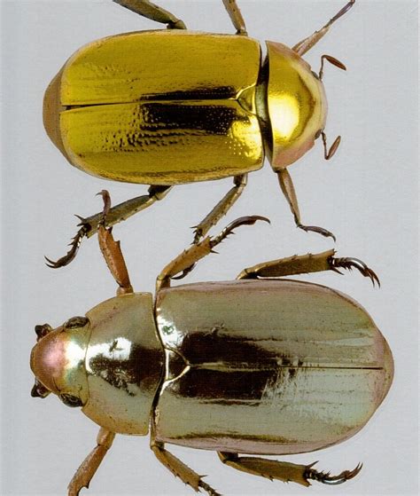 Metallic Beetles Bestiary Pinterest