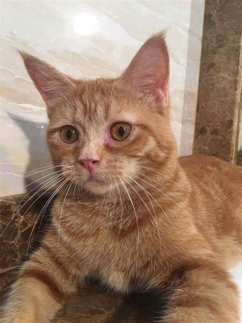Tootsie is a very quiet (does like a bit of a chat), gentle and shy cat. Ginger cat available for adoption - Don't Buy, Adopt