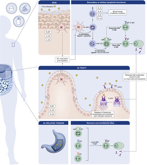 Biology And Dynamics Of B Cells In The Context Of Ige‐mediated Food
