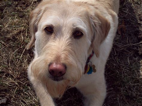 Due to many years of breeding and the uniqueness of the australian doodle produces a usually textured coat. File:Labradoodle Scrappy.jpg - Wikimedia Commons