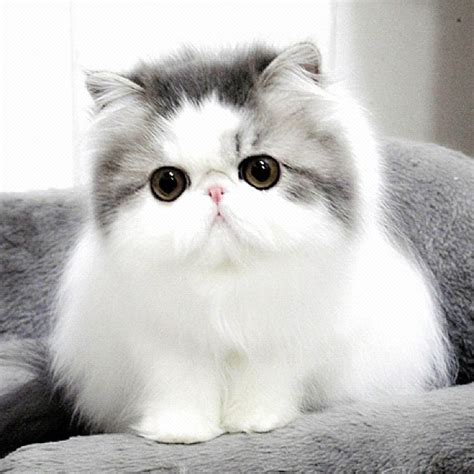 Cat by don234a on deviantart | cute drawings, cute animal. 41 Very Cute Persian Kitten Pictures And Images