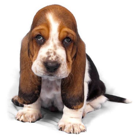 Our responsibility to our puppies does not stop the day the puppy leaves. Basset Hound Puppies For Sale - Buy your Basset Puppy Online