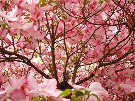 Spring Pink Dogwood Tree Blososms Art Prints Photograph By