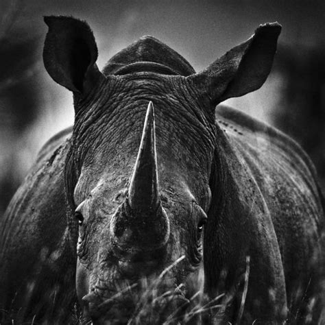 Striking Black And White Wildlife Photography By Laurent Baheux