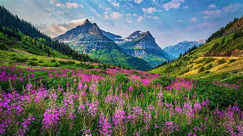 Glacier Wildflowers Glacier Np Montana Blossoms Landscape Clouds