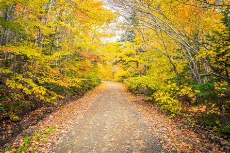 Gravel Road In Autumn Stock Image Image Of Autumn Nature 139675041