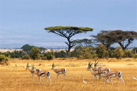 Explore Spectacular Nature Parks In Africa Thomas Cook India