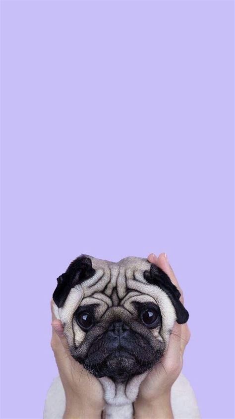 Pug in purple! | Wallpaper pug, Papel de parede bonito ...