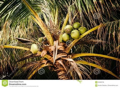 Coconuts Growing On Palm Tree Stock Photo Image Of Bush Scenery