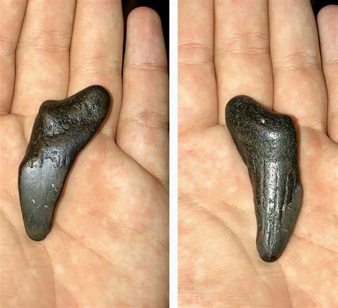 Maybe you would like to learn more about one of these? Shark tooth identification - Fossil ID - The Fossil Forum