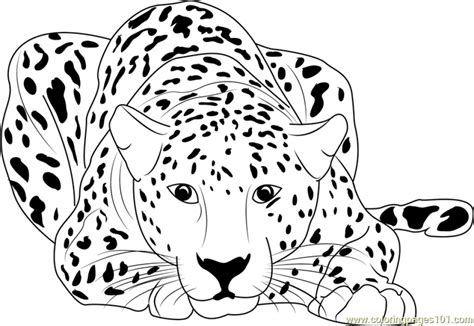 Cheetah Printable Coloring Pages Printable World Holiday