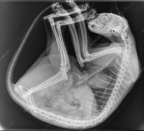 Cat X Ray Stock Image C0497781 Science Photo Library