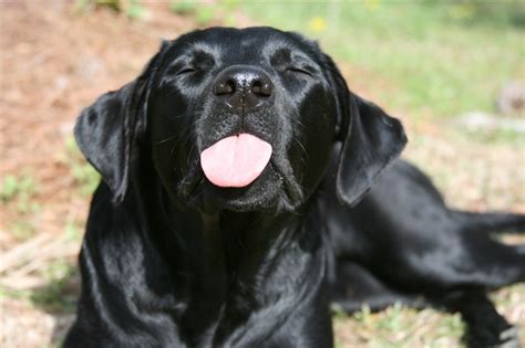We did not find results for: Dennys World of Quotes: Funny Pet Quotes