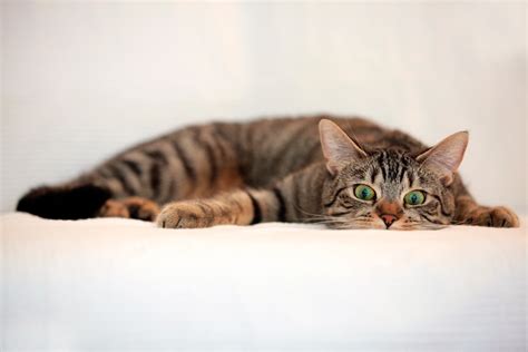 Wallpaper Eyes Whiskers Lie Fauna Vertebrate Close Up Cat Like