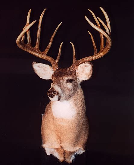 20 Biggest Typical Whitetail Bucks Of All Time Petersens Hunting