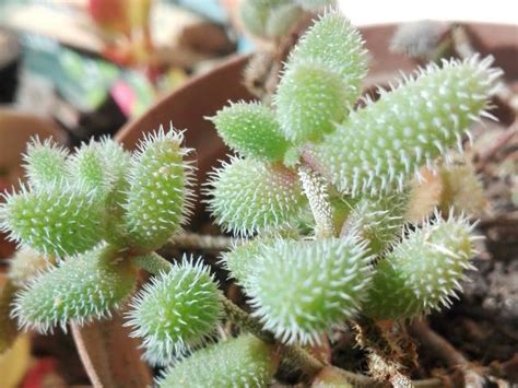 All the steps to caring for a christmas cactus plant, from how to water it and what kind of sunlight it needs to fertilization and more. Fuzzy Succulents - Succulent Plants with Fuzzy, Velvety Leaves