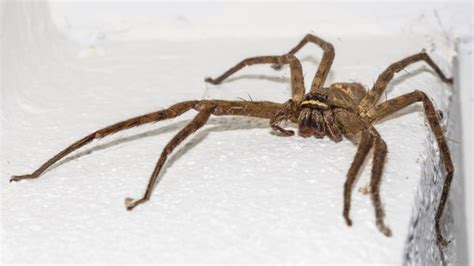 british homes are being invaded by giant spiders here s how to get rid of them bt