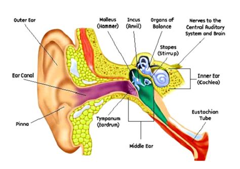 Human Ear Charts
