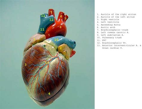 Anatomical Heart With Labels