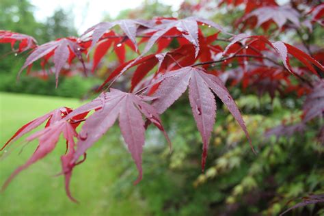 Japanese Maple Leaves Pictures ~ Swallowtail Norfolk Broads