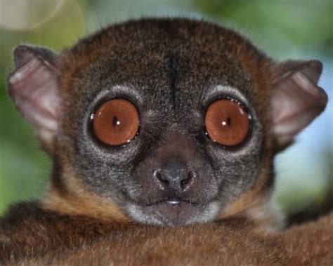 17 Best Images About Primates Old World Northern Sportive Lemur