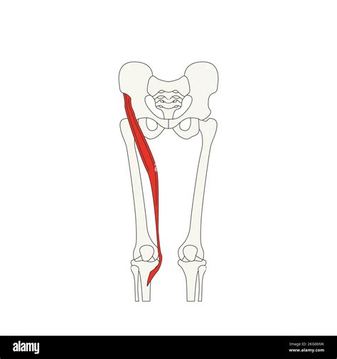 Your Complete Guide To The Sartorius Muscle