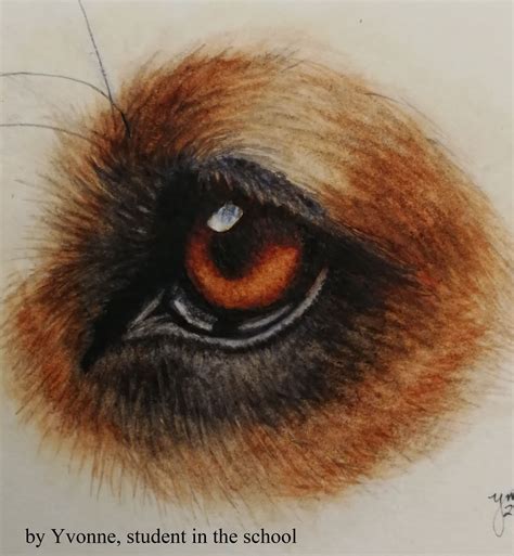 How To Paint A Dogs Eye In Watercolor Watercolors With Rebecca Dog
