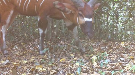 Rare Bongo Antelope Discovered In Uganda Emerging Destinations