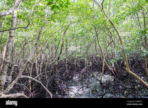 Mangrove Forest In Bohol Philippines Stock Photo Alamy
