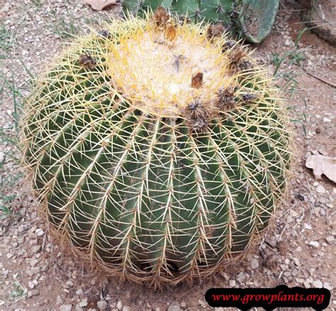 The barrel cactus fruit is a consumable item in fallout: Growing Barrel cactus | Barrel cactus, Large cactus plant ...