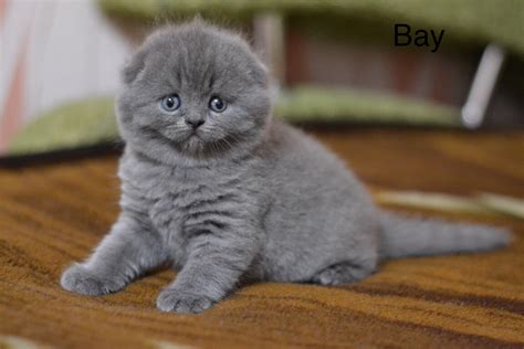 Want to buy or adopt a scottish fold munchkin kitten or cat? Scottish Fold Cats For Sale | North Miami Beach, FL #256615