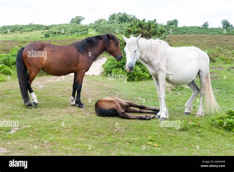 Two New Forest Adult Ponies One Brown One White Stand Over Foal