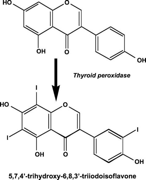 Product Of The In Vitro Reaction Between Genistein And Thyroid