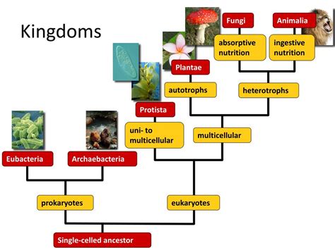 Ppt The Major Lineages Of Life Powerpoint Presentation Free Download