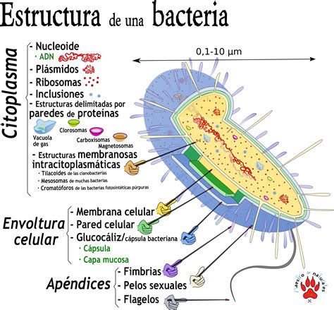 Tema 183 Bacterias