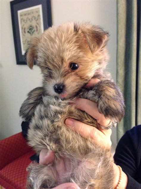 Pin By Rebecca Stewart On Cute Morkie Puppies Cute Baby Animals