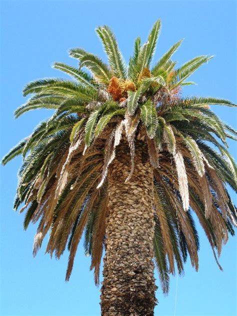 Types Of Palm Trees Pineapple Palm 5 Seeds Phoenix Canariensis