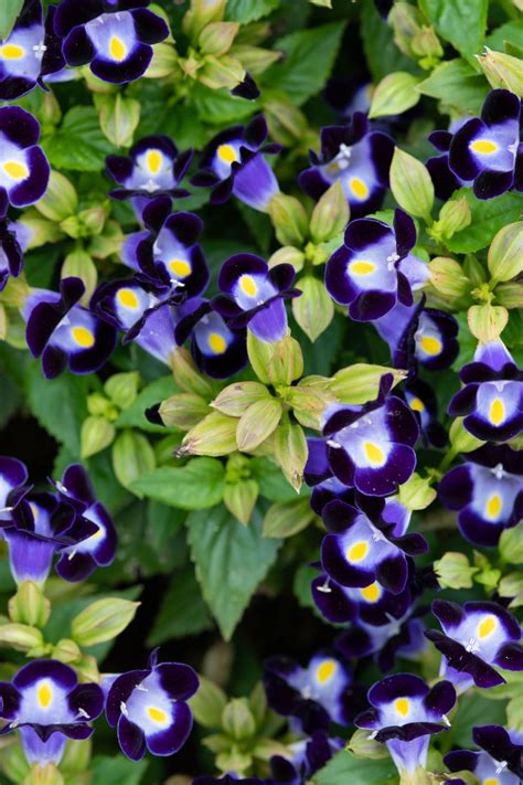 The Best Annuals For Those Shady Spots In Your Backyard Shade Annuals