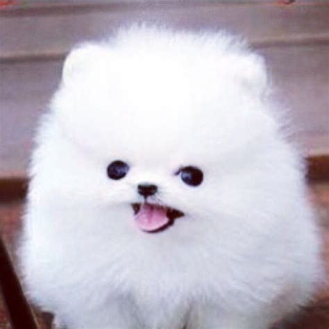 Pomeranian Fluffy Cute Puppies Pets Lovers