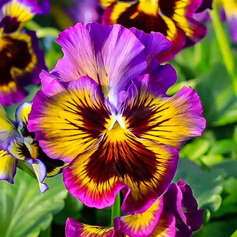 Pansy Frilly Purple And Yellow With Face Sugar Creek Gardens