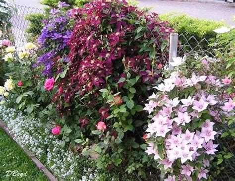 Here are our top five climbing plants to get you started. More Clematis to hide a chain link fence. | Fence plants ...