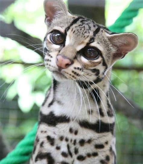 Close Up Of The Worlds Cutest Wild Cats