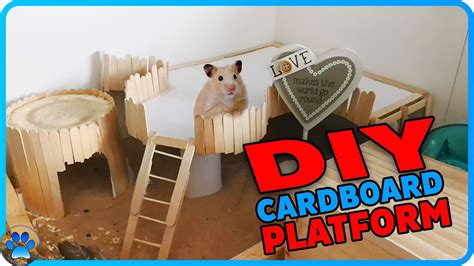 Diy Cardboard Platform For Small Pets Diy Hamster Toys Youtube