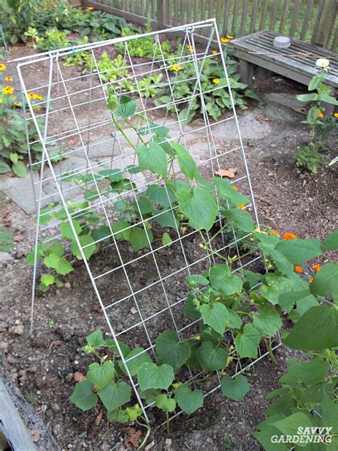 Cucumber Trellis Ideas Tips And Inspiration For Vegetable Gardens