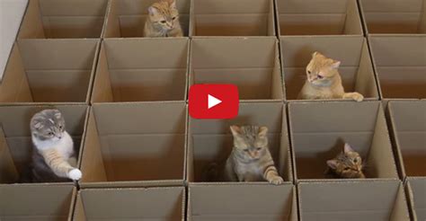 9 cats and their love of boxes oh what fun