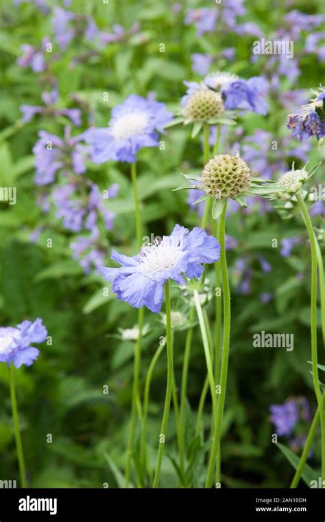 Scabiosa Caucasica ‘clive Greaves Hi Res Stock Photography And Images