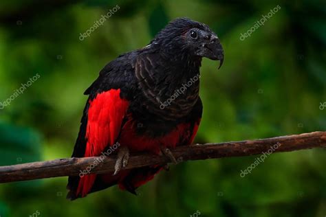 It has a conservation status of near threatened, facing habitat loss and hunting. Rare bird from New Guinea — Stock Photo © OndrejProsicky ...