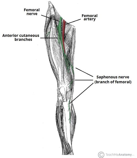 Which Of The Following Nerves Controls The Quadriceps Muscle Group
