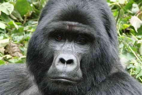 To change a new wallpaper on iphone, you can simply pick up any photo from your camera roll, then set it directly as the new iphone background image. Harambe Wallpapers ·① WallpaperTag