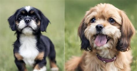 Dachshund Shih Tzu Mix When East Meets West